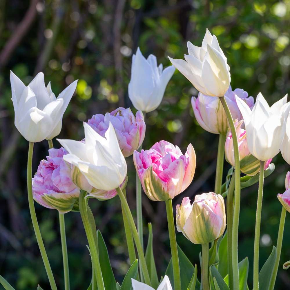 Tulppaanisekoitus 'Mary'